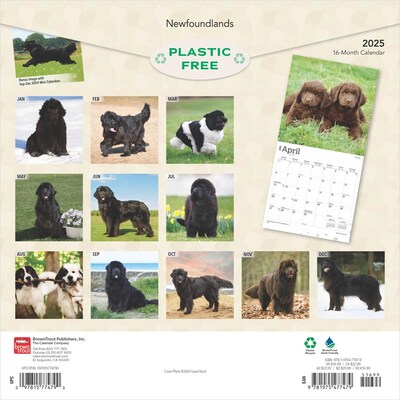 2025 BrownTrout Newfoundlands 12 x 12 Monthly Wall Calendar (9781975477479)