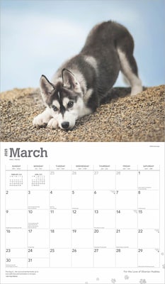 2025 BrownTrout For the Love of Siberian Huskies 7" x 12" Monthly  Wall Calendar (9781975473082)