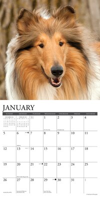2025 Willow Creek Collies 12" x 12" Monthly Wall Calendar (42519)