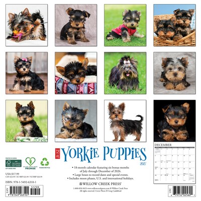 2027 Willow Creek Yorkie Puppies 12 x 12 Monthly Wall Calendar, Assorted Colors (63101)