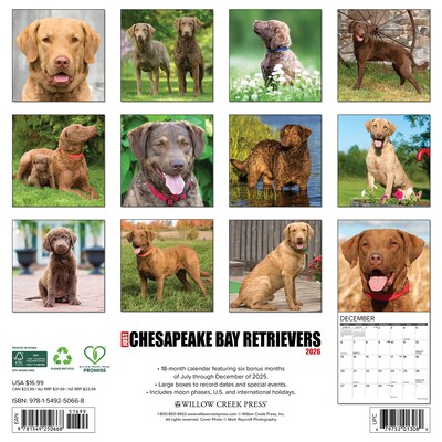 2026 Willow Creek Chesapeake Bay Retrievers 12 x 12 Monthly Wall Calendar (50668)