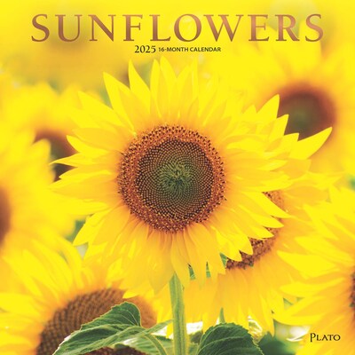 2025 Plato Sunflowers 12 x 12 Monthly  Wall Calendar (9781975478780)