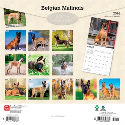 2026 BrownTrout Belgian Malinois 12 x 12 Monthly Wall Calendar (9798330707881)