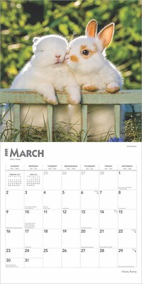 2025 BrownTrout Honey Bunny 12" x 12" Monthly Wall Calendar (9781975474911)