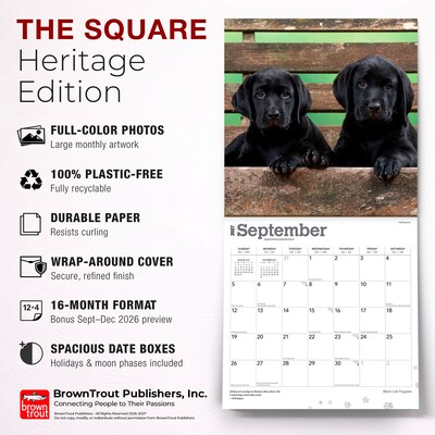 2027 BrownTrout Black Labrador Retriever Puppies 12" x 12" Monthly Wall Calendar (9798330712526)