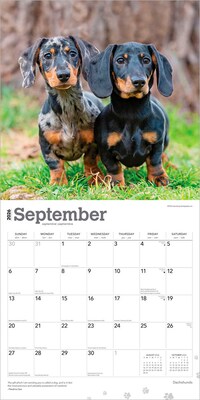 2026 BrownTrout Dachshunds 12" x 12" Monthly Wall Calendar (9798330703128)