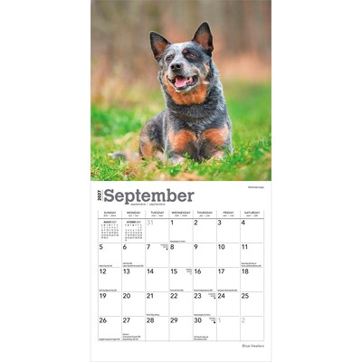 2027 BrownTrout Blue Heelers 7" x 7" Monthly Wall Calendar, Assorted Colors (9798330709908)