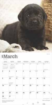 2025 BrownTrout Black Labrador Retriever Puppies 12" x 12" Monthly Wall Calendar (9781975477318)