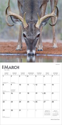 2026 BrownTrout White Tailed Deer 12" x 12" Monthly Wall Calendar (9798330706334)