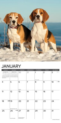 2026 Willow Creek Beagles 12" x 12" Monthly Wall Calendar (50156)