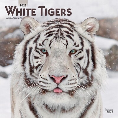 2023 BrownTrout White Tigers 12 x 12 Monthly Wall Calendar (9781975453107)