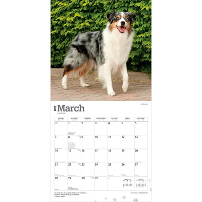 2027 BrownTrout Australian Shepherds 12" x 12" Monthly Wall Calendar (9798330712205)
