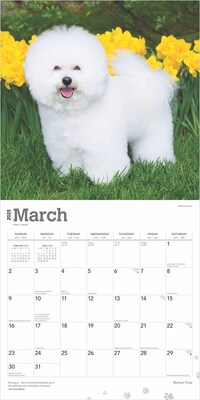 2025 BrownTrout Bichon Frise 12" x 12" Monthly Wall Calendar (9781975476632)