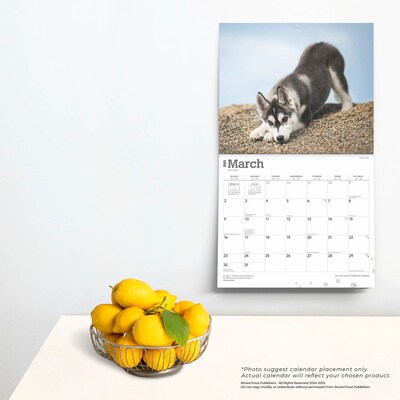 2025 BrownTrout For the Love of Siberian Huskies 7" x 12" Monthly  Wall Calendar (9781975473082)