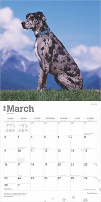 2025 BrownTrout Great Danes 12" x 12" Monthly Square Wall Calendar (9781975477103)