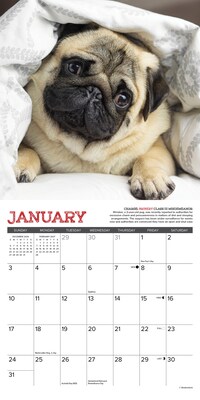 2027 Willow Creek Pug Mugs 7" x 7" Monthly Wall Calendar, Assorted Colors (64160)