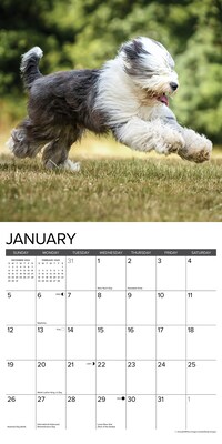 2025 Willow Creek Just Old English Sheepdogs 12" x 12" Monthly Wall Calendar (44278)