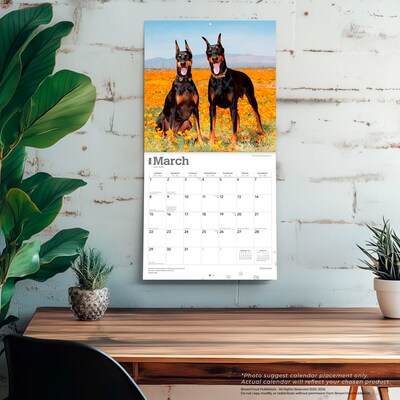 2026 BrownTrout Dobermans 12" x 12" Monthly Wall Calendar (9798330703159)