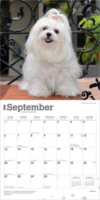 2026 BrownTrout Maltese 12" x 12" Monthly Wall Calendar (9798330707591)