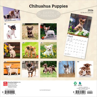 2026 BrownTrout Chihuahua Puppies 12 x 12 Monthly Wall Calendar (9798330702923)