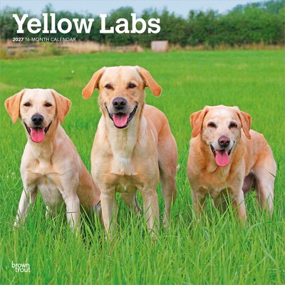 2027 BrownTrout Yellow Labrador Retrievers 12 x 12 Monthly Wall Calendar (9798330712571)