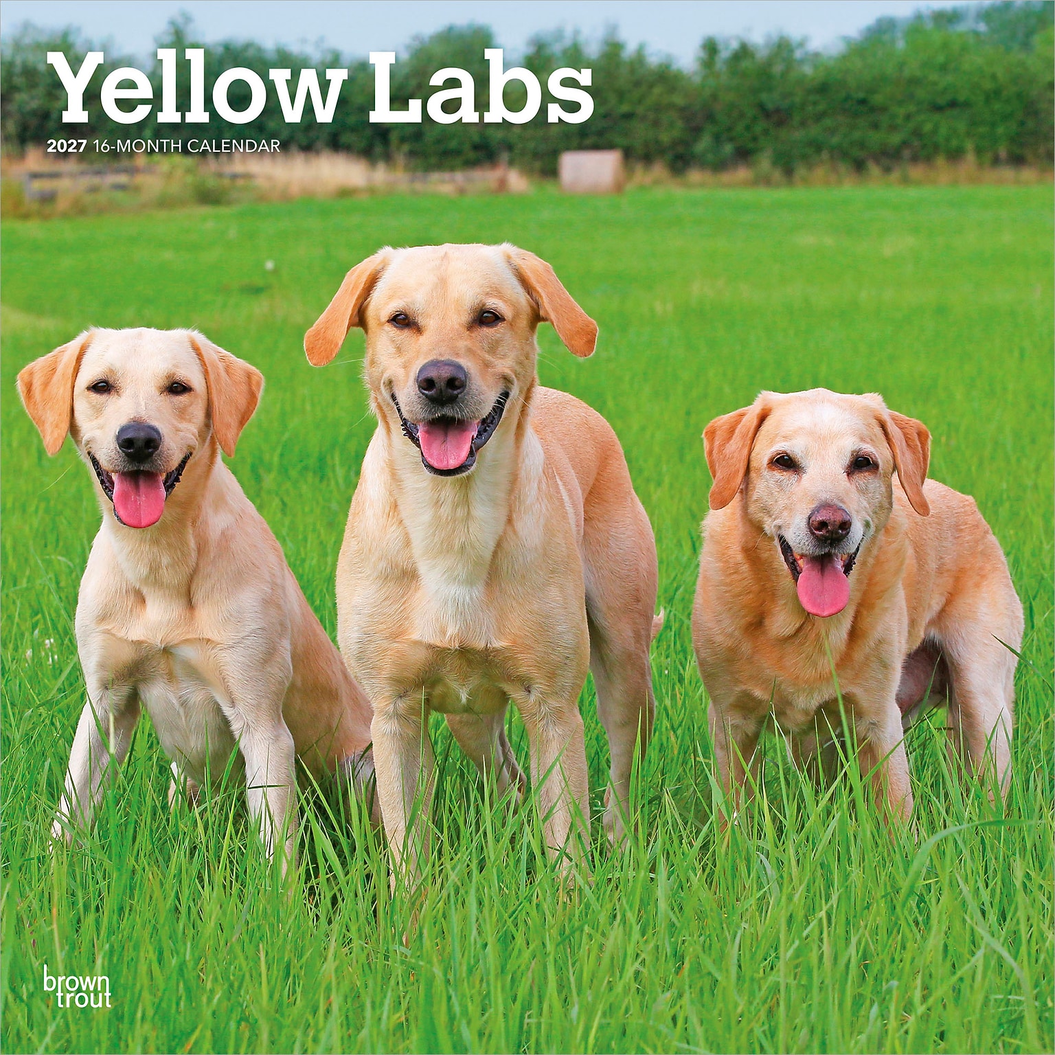 2027 BrownTrout Yellow Labrador Retrievers 12 x 12 Monthly Wall Calendar (9798330712571)