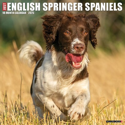 2025 Willow Creek Just English Springer Spaniels 12 x 12 Monthly Wall Calendar (42823)