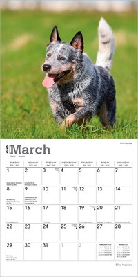 2026 BrownTrout Blue Heelers 7" x 7" Monthly Wall Calendar (9798330702510)