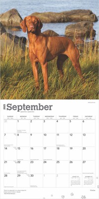 2025 BrownTrout Vizslas 12" x 12" Monthly Wall Calendar (9781975477936)