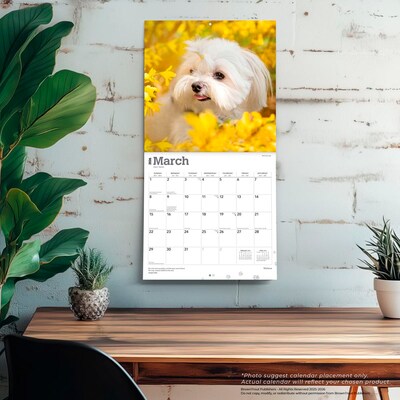 2026 BrownTrout Maltese 12" x 12" Monthly Wall Calendar (9798330707591)