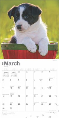2025 BrownTrout Border Collie Puppies 12" x 12" Monthly Wall Calendar (9781975476670)