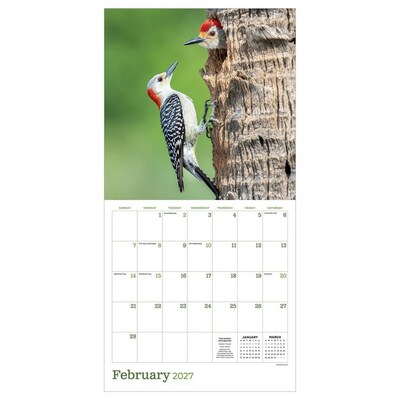 2027 TF Publishing Backyard Birds 12" x 11" Monthly Wall Calendar, Multicolored (27-1033)