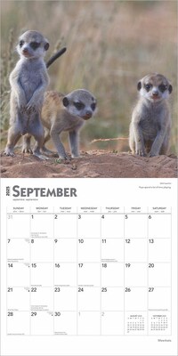 2025 BrownTrout Meerkats 12" x 12" Monthly Square Wall Calendar (9781975475215)