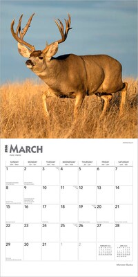 2026 BrownTrout Monster Bucks 12" x 12" Monthly Wall Calendar (9798330704682)