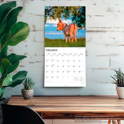 2026 BrownTrout Donkeys 12" x 12" Monthly Wall Calendar (9798330703173)