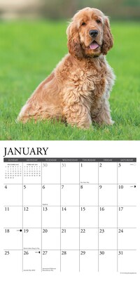 2026 Willow Creek Cocker Spaniels 12" x 12" Monthly Wall Calendar (50781)