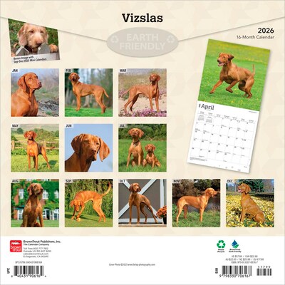 2026 BrownTrout Vizslas 12 x 12 Monthly Wall Calendar (9798330706167)