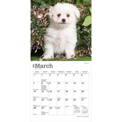 2027 BrownTrout Bichon Frise Puppies 7" x 7" Monthly Wall Calendar, Assorted Colors (9798330709892)