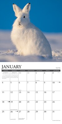 2026 Willow Creek Wildlife 12" x 12" Monthly Wall Calendar (53300)