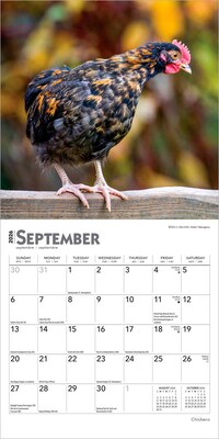 2026 BrownTrout Chickens 7" x 7" Monthly Wall Calendar (9798330702879)