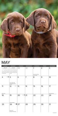 2025 Willow Creek Just Lab Puppies 12" x 12" Monthly Wall Calendar (43653)