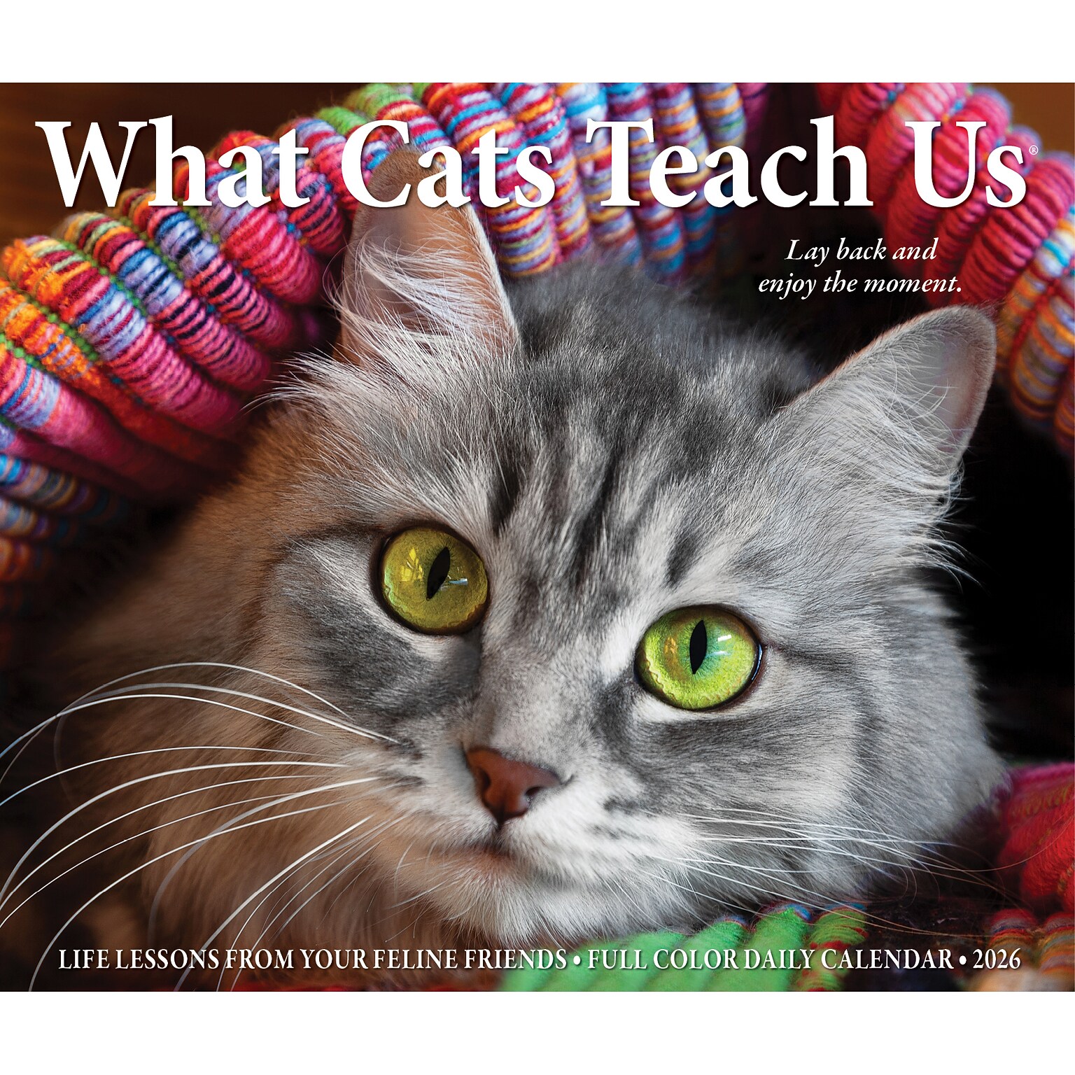 2026 Willow Creek What Cats Teach Us 6.2 x 5.4 Day-to-Day Calendar (54505)