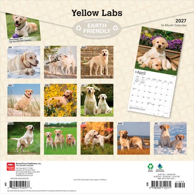 2027 BrownTrout Yellow Labrador Retrievers 12 x 12 Monthly Wall Calendar (9798330712571)