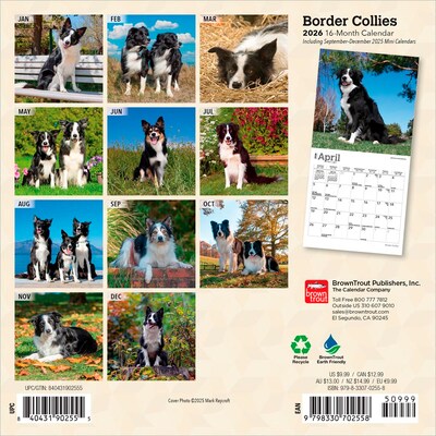 2026 BrownTrout Border Collies 7 x 7 Monthly Wall Calendar (9798330702558)