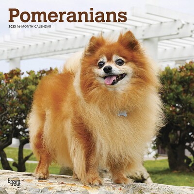 2023 BrownTrout Pomeranians 12 x 12 Monthly Wall Calendar, (9781975452506)