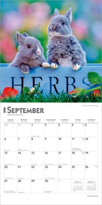 2026 BrownTrout Honey Bunny 12" x 12" Monthly Wall Calendar (9798330703654)