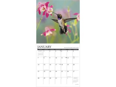 2024 Willow Creek Hummingbirds 12" x 12" Monthly Wall Calendar (33999X)