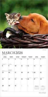 2026 Plato Kittens & Puppies 12" x 12" Monthly Wall Calendar (9798330706815)