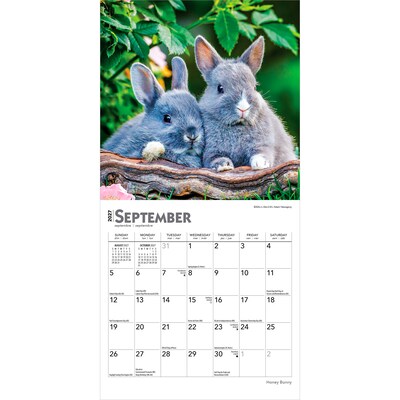 2027 BrownTrout Honey Bunny 7" x 7" Monthly Wall Calendar (9798330709809)