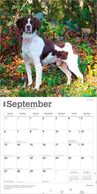 2026 BrownTrout Brittanys 12" x 12" Monthly Wall Calendar (9798330702640)